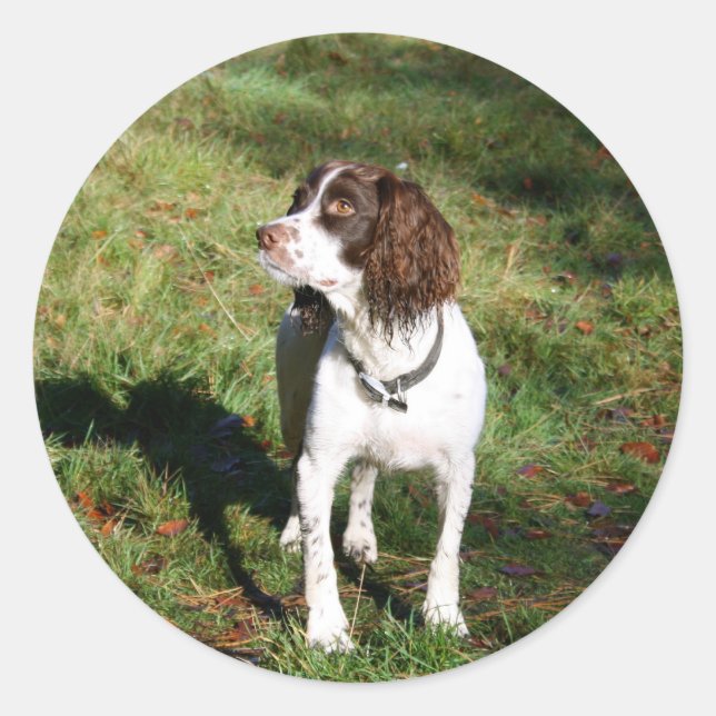 Springer Spaniel Dog  Stickers (Front)