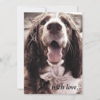 Springer spaniel greetings card.