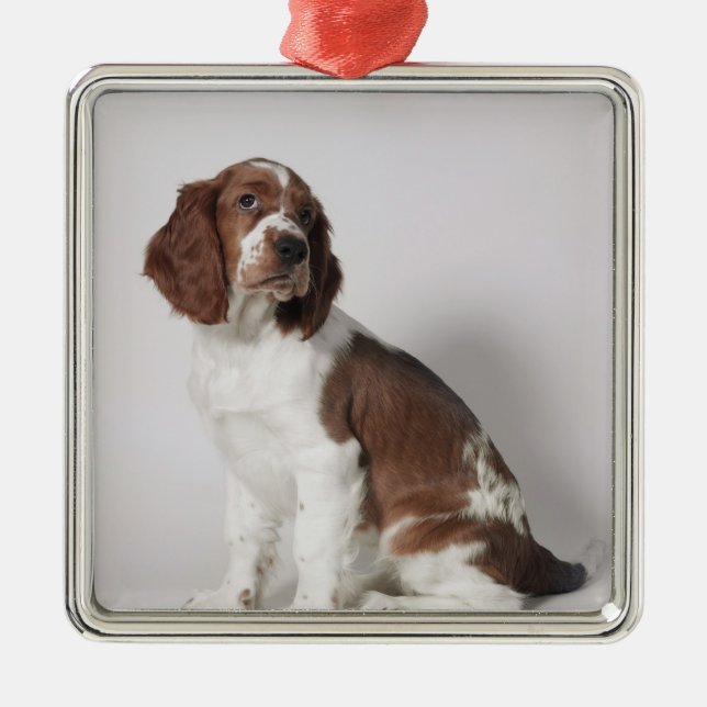 Springer spaniel metal tree decoration (Front)