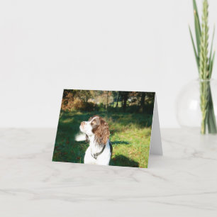 Springer Spaniel Note Card