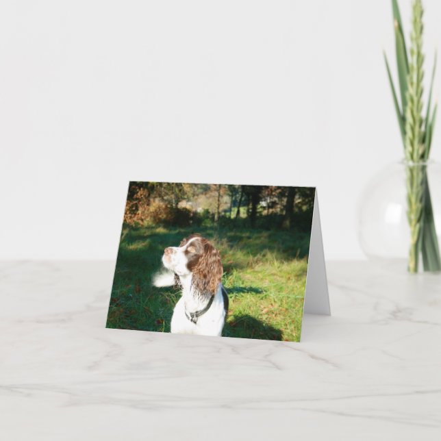 Springer Spaniel Note Card (Front)
