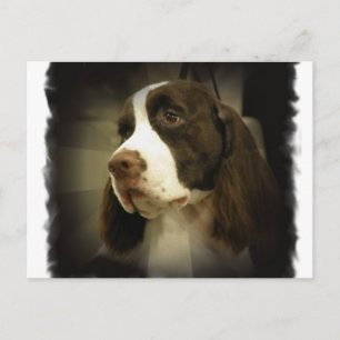 Springer Spaniel Postcard