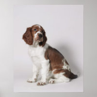 Springer spaniel