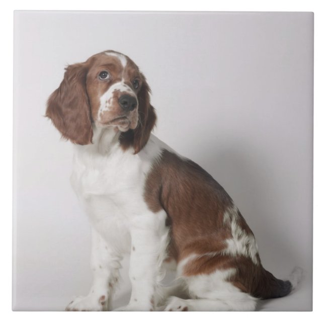 Springer spaniel tile (Front)