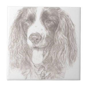 Springer Spaniel Tile