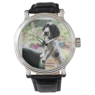 springer spaniel watch