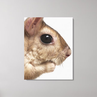 Springhare - Pedetes capensis - close-up Canvas Print
