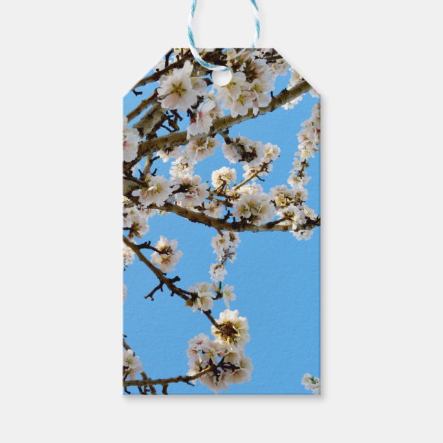 Spring's Embrace: White Blossoms Against Blue Sky Gift Tags (Front)