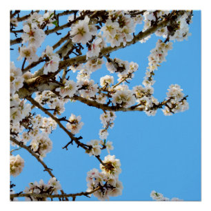 Spring's Embrace: White Blossoms Against Blue Sky Poster