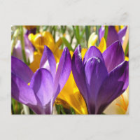 Spring's First Bloom: The Crocus
