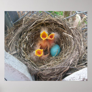 Spring's New Birth Poster