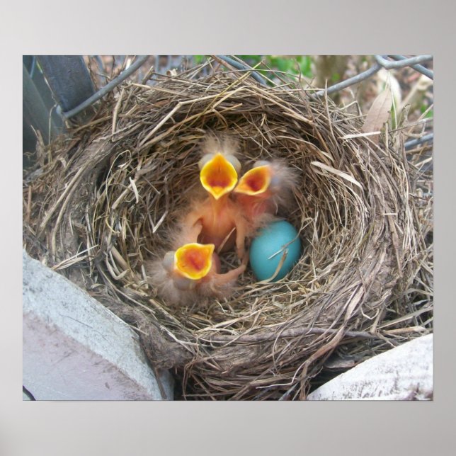 Spring's New Birth Poster (Front)