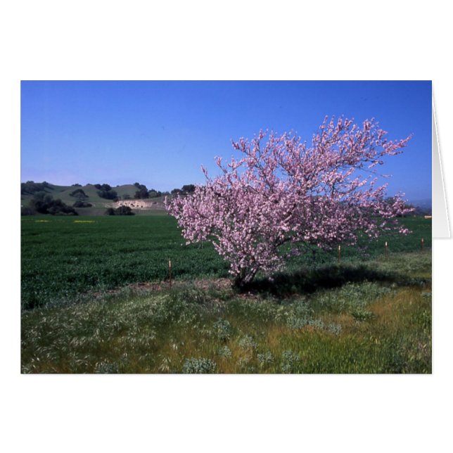 "Springtime" (Front Horizontal)