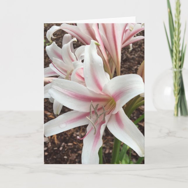 springtime greeting card #2 (blank inside) (Front)