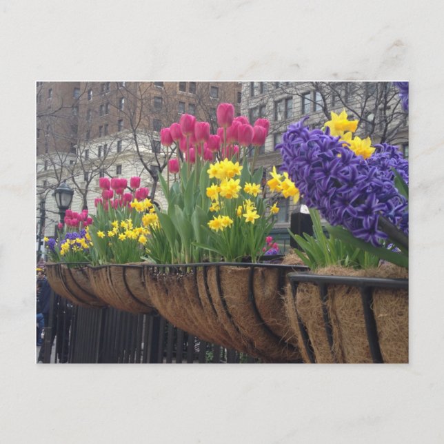 Springtime in Greeley Square NYC Flowers New York Postcard (Front)