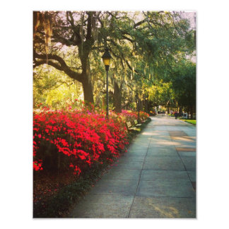 Springtime In Savannah Photo Print