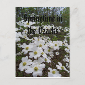 Springtime in the Ozarks Postcard