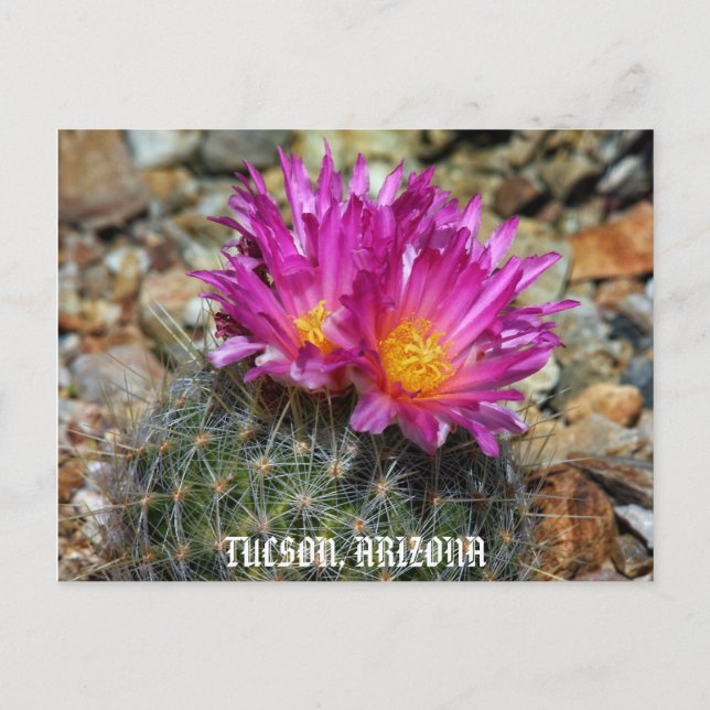 Springtime In Tucson Postcard (Front)