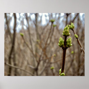 Springtime [Print] Poster