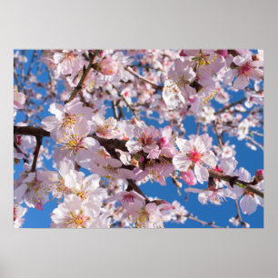 Springtime’s blossoming poster