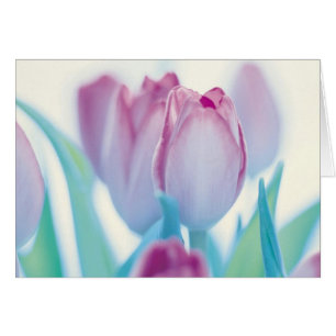 Springtime Tulips