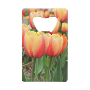 Springtime Tulips