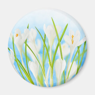 Springtime (white crocuses) magnet