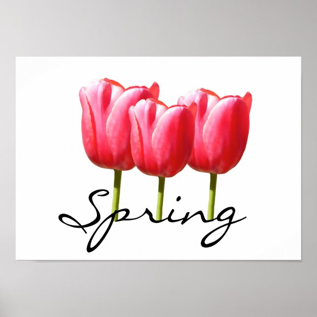 Springy Tulips Poster (Front)