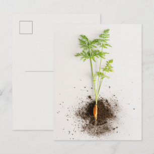 Sprout Carrot Minimalist Botanical photo Postcard