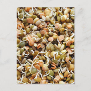 Sprouting Lentils Mix Postcard