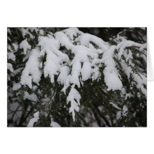 Spruce