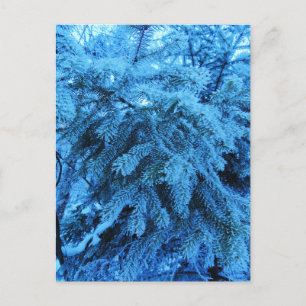 Spruce branches covered with frost crystals postcard