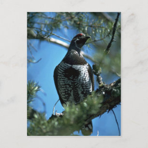 Spruce grouse, male postcard
