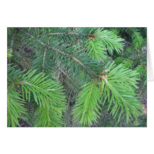 Spruce in spring