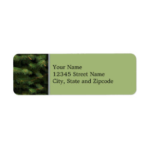 Spruce Tree with Green Background