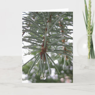 Spruce with water droplets holiday card