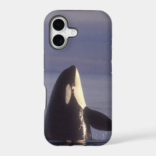 Spyhopping Orca Killer Whale (Orca orcinus) near
