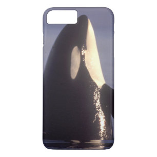 Spyhopping Orca Killer Whale (Orca orcinus) near Case-Mate iPhone Case