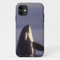 Spyhopping Orca Killer Whale (Orca orcinus) near