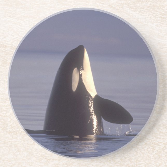 Spyhopping Orca Killer Whale (Orca orcinus) near Coaster (Front)