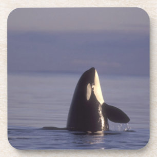 Spyhopping Orca Killer Whale (Orca orcinus) near Coaster
