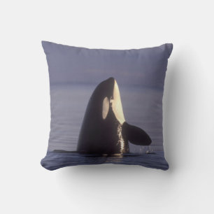 Spyhopping Orca Killer Whale (Orca orcinus) near Cushion