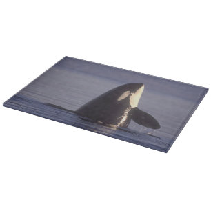 Spyhopping Orca Killer Whale (Orca orcinus) near Cutting Board