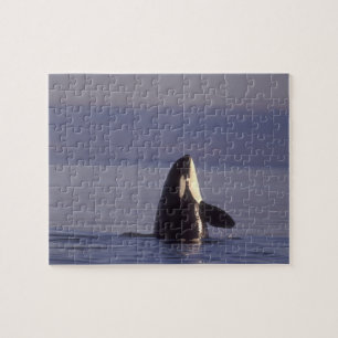 Spyhopping Orca Killer Whale (Orca orcinus) near Jigsaw Puzzle