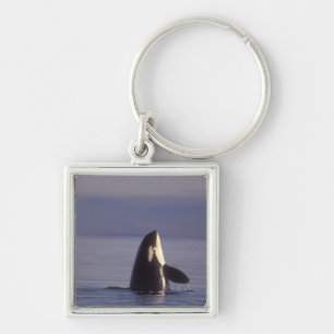 Spyhopping Orca Killer Whale (Orca orcinus) near Key Ring