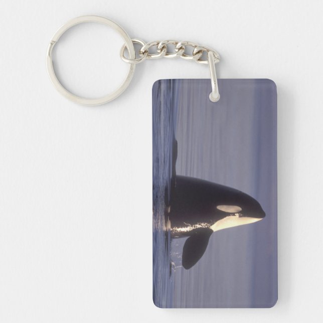 Spyhopping Orca Killer Whale (Orca orcinus) near Key Ring (Front)