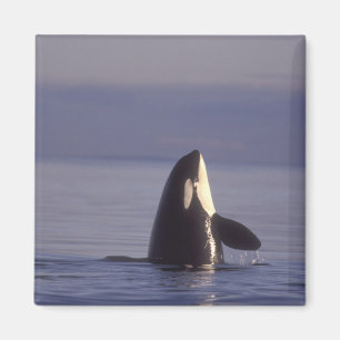 Spyhopping Orca Killer Whale (Orca orcinus) near Magnet