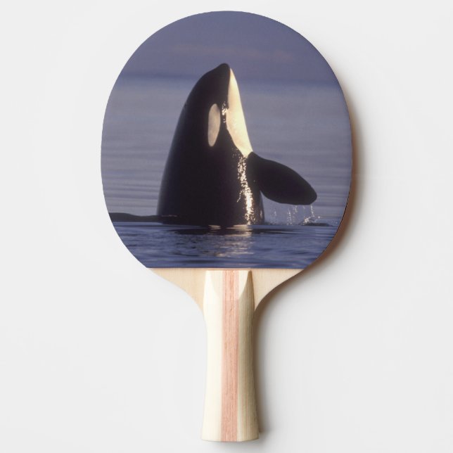 Spyhopping Orca Killer Whale (Orca orcinus) near Ping Pong Paddle (Front)