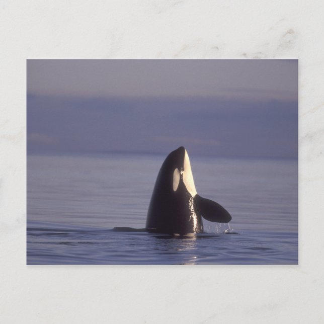 Spyhopping Orca Killer Whale (Orca orcinus) near Postcard (Front)