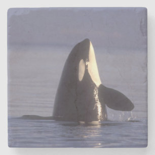 Spyhopping Orca Killer Whale (Orca orcinus) near Stone Coaster
